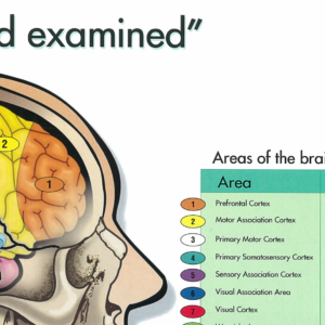 CATS Cranial Mapping Poster